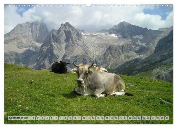 Produktbild: Gl&uuml;ckliche K&uuml;he auf saftigen Wiesen (Wandkalender 2026 DIN A2 quer), CALVENDO Monatskalender