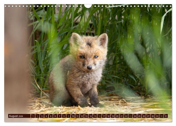 Produktbild: Zauberhafte Wesen - Reineke Fuchs und Meister Lampe (Wandkalender 2026 DIN A3 quer), CALVENDO Monatskalender