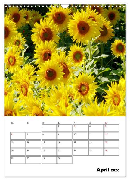 Produktbild: Leuchtende Sonnenblumen (Wandkalender 2026 DIN A3 hoch), CALVENDO Monatskalender