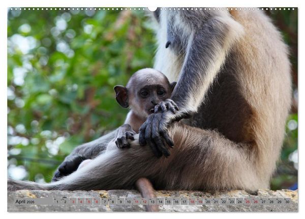 Produktbild: AFFEN AUS ASIEN Indonesien, Thailand, Indien (Wandkalender 2026 DIN A2 quer), CALVENDO Monatskalender