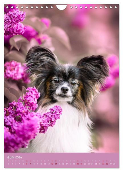 Produktbild: Flora Canidae - der Hunde-Bl&uuml;hpflanzen-Kalender (Wandkalender 2026 DIN A4 hoch), CALVENDO Monatskalender