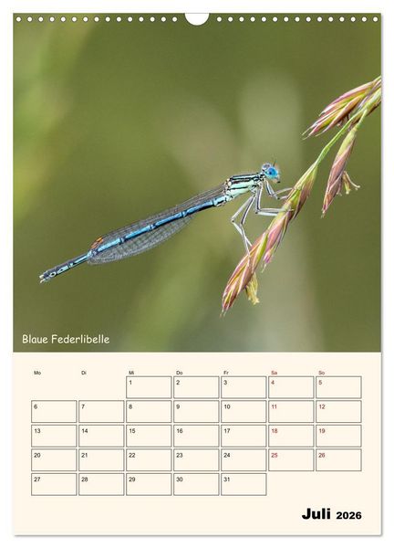 Produktbild: Libellen - Flugk&uuml;nstler in Bayern (Wandkalender 2026 DIN A3 hoch), CALVENDO Monatskalender