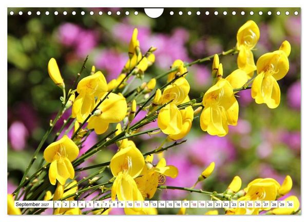 Produktbild: Bl&uuml;tenzauber auf Madeira. Wildblumen und Ziergew&auml;chse (Wandkalender 2027 DIN A4 quer), CALVENDO Monatskalender