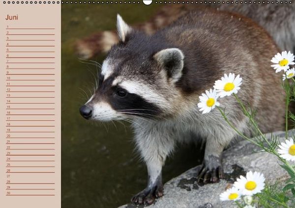 Produktbild: Waschb&auml;ren / Geburtstagskalender (Wandkalender immerw&auml;hrend DIN A2 quer)