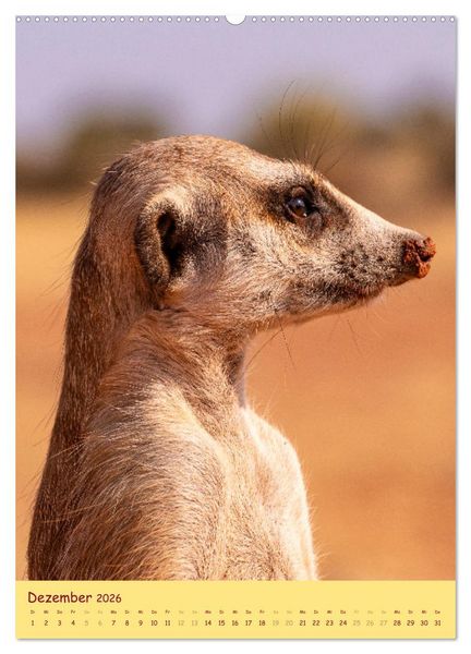Produktbild: Erdm&auml;nnchen - Eine Kolonie in der Kalahari (hochwertiger Premium Wandkalender 2026 DIN A2 hoch), Kunstdruck in Hochglanz