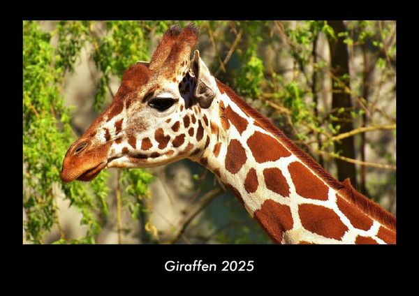 Giraffen 2025 Fotokalender DIN A3