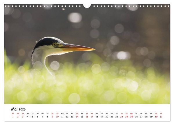 Produktbild: Die Graureiher vom Ahnepark (Wandkalender 2026 DIN A3 quer), CALVENDO Monatskalender