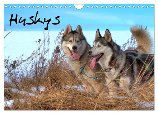 Produktbild: Huskys (Wandkalender 2026 DIN A4 quer), CALVENDO Monatskalender