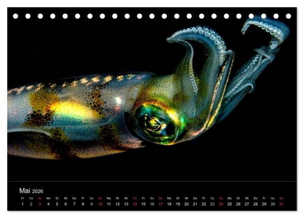 Produktbild: Faszination Makro Unterwasser (Tischkalender 2026 DIN A5 quer), CALVENDO Monatskalender