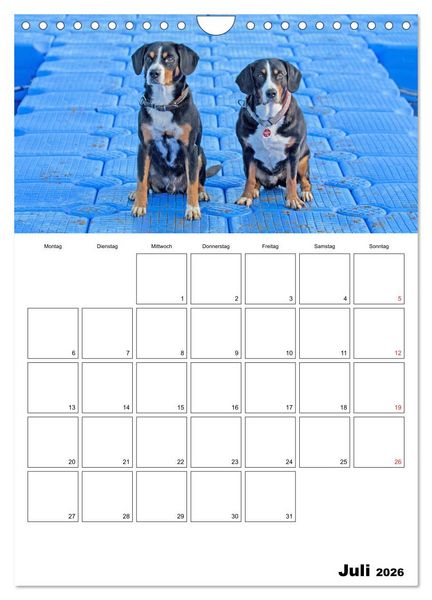 Produktbild: Entlebucher Sennenhunde begleiten Sie durch das Jahr (Wandkalender 2026 DIN A4 hoch), CALVENDO Monatskalender