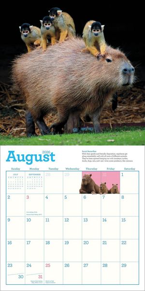 Produktbild: Capybara Wall Calendar 2026