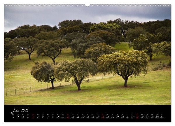 Produktbild: Wald (Wandkalender 2026 DIN A2 quer), CALVENDO Monatskalender