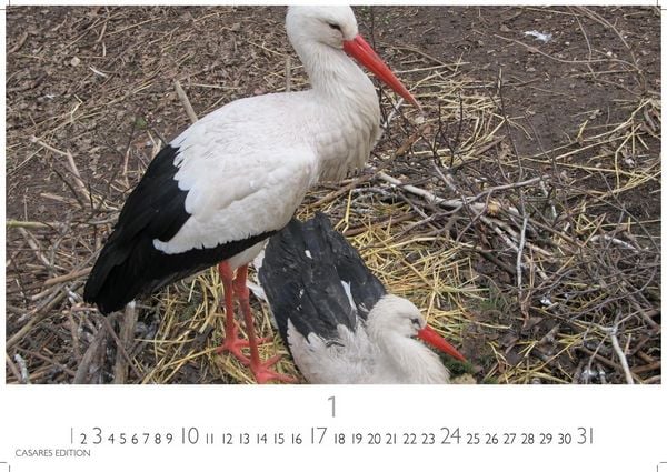 Produktbild: St&ouml;rche Kalender 2027 &ndash; Wandkalender | Fotokalender Tierkalender 35x50cm Grosses Format - Inspirierende Storch-Motive f&uuml;r Natur- und Tierkalenderliebhaber.