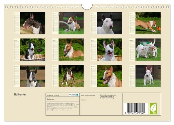 Produktbild: Bullterrier (Wandkalender 2026 DIN A4 quer), CALVENDO Monatskalender