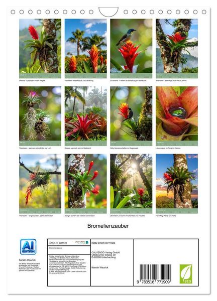 Produktbild: Bromelienzauber (Wandkalender 2027 DIN A4 hoch), CALVENDO Monatskalender