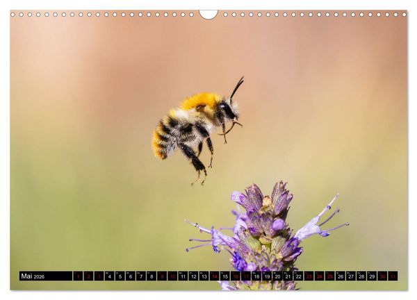 Produktbild: Hummeln - Flugaufnahmen eines faszinierenden Insekts (Wandkalender 2026 DIN A3 quer), CALVENDO Monatskalender