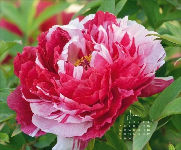 Produktbild: Floral Art 2027