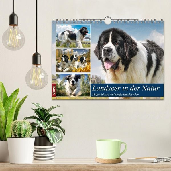 Produktbild: Landseer in der Natur. Majest&auml;tische und sanfte Hundeseelen (Wandkalender 2026 DIN A4 quer), CALVENDO Monatskalender