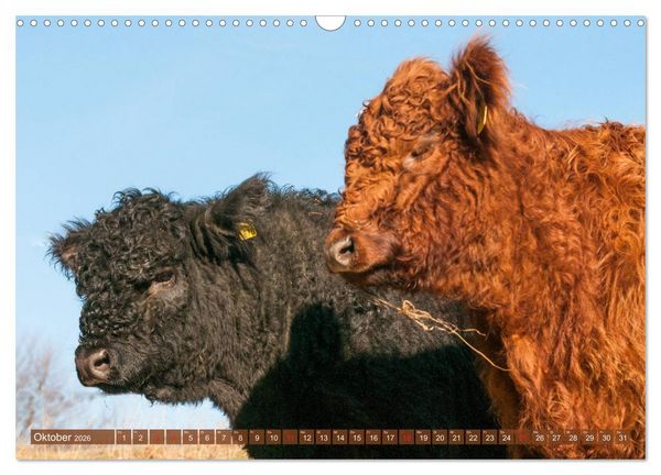 Produktbild: Sch&ouml;ne Schotten - Galloway im Portr&auml;t (Wandkalender 2026 DIN A3 quer), CALVENDO Monatskalender