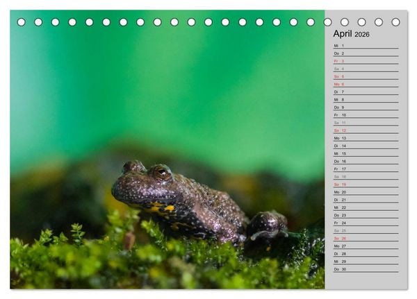 Produktbild: Salamander und Co. (Tischkalender 2026 DIN A5 quer), CALVENDO Monatskalender