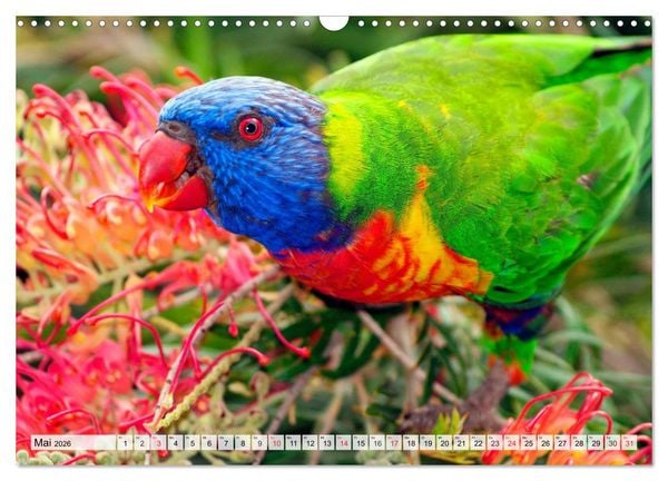 Produktbild: SYDNEY Australiens Traummetropole (Wandkalender 2026 DIN A3 quer), CALVENDO Monatskalender