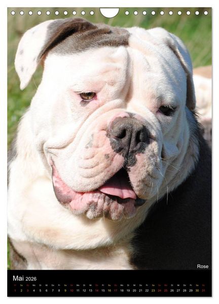 Produktbild: Bulldoggen-Gesichter (Wandkalender 2026 DIN A4 hoch), CALVENDO Monatskalender