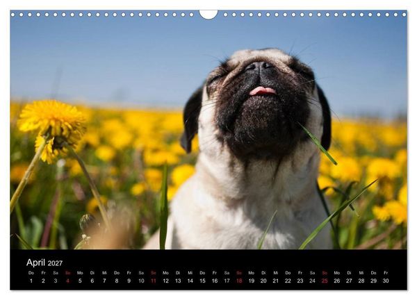 Produktbild: Mops 2027 (Wandkalender 2027 DIN A3 quer), CALVENDO Monatskalender