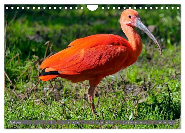 Produktbild: Weltvogelpark Walsrode - Die Vielfalt der Vogelarten (Wandkalender 2026 DIN A4 quer), CALVENDO Monatskalender