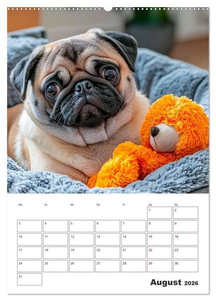Produktbild: MOPS Pfotengl&uuml;ck in Faltenform (hochwertiger Premium Wandkalender 2026 DIN A2 hoch), Kunstdruck in Hochglanz