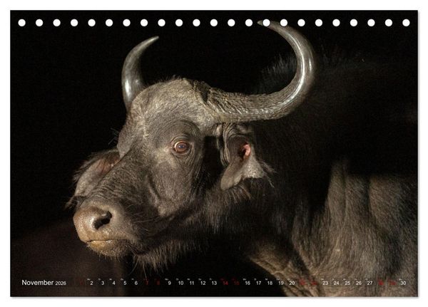 Produktbild: S&uuml;dafrika wunderbare Tierwelt (Tischkalender 2026 DIN A5 quer), CALVENDO Monatskalender