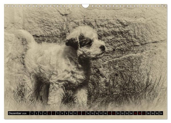 Produktbild: Parson Jack Russel Welpen (Wandkalender 2026 DIN A3 quer), CALVENDO Monatskalender