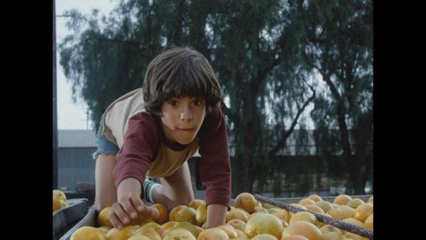 Produktbild: Taranteln - Sie kommen um zu t&ouml;ten (Filmjuwelen)