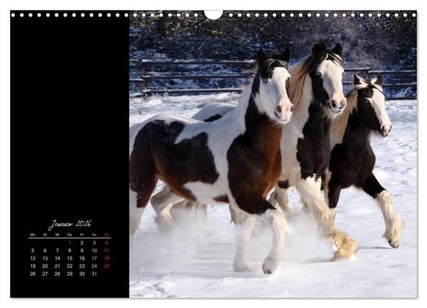 Produktbild: Irish Tinker (Wandkalender 2026 DIN A3 quer), CALVENDO Monatskalender