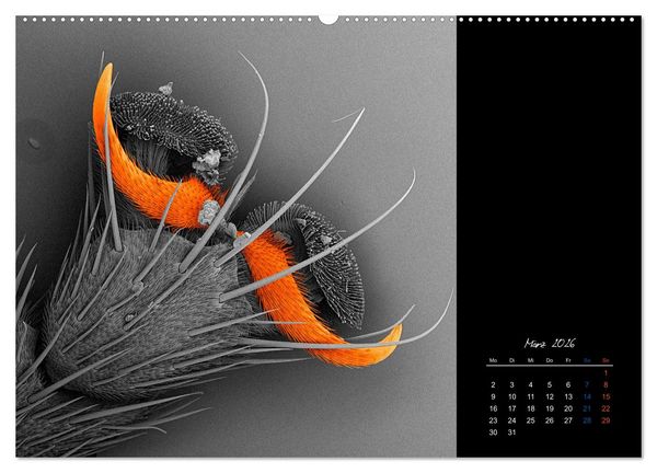 Produktbild: strucTEMs Mikrowelt - Winzige Nachbarn ganz gro&szlig; (hochwertiger Premium Wandkalender 2026 DIN A2 quer), Kunstdruck in Hochglanz