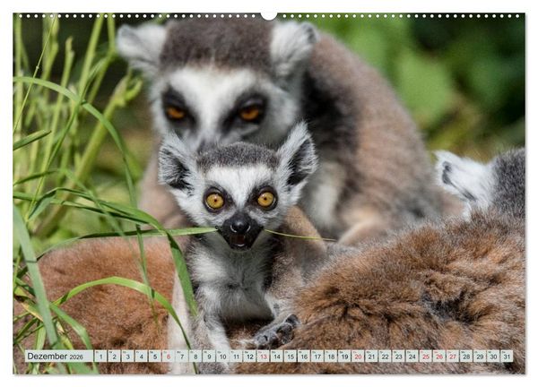 Produktbild: Makis ganz s&uuml;ss (Wandkalender 2026 DIN A2 quer), CALVENDO Monatskalender