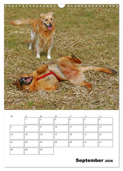 Produktbild: Hunde Freunde (Wandkalender 2026 DIN A3 hoch), CALVENDO Monatskalender