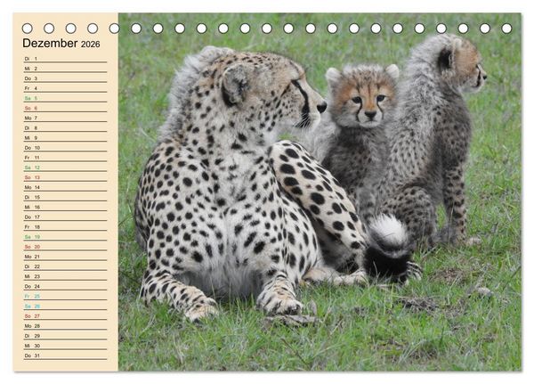Produktbild: Verr&uuml;ckt nach Safari Verr&uuml;ckt nach Abenteuer in Kenia (Tischkalender 2026 DIN A5 quer), CALVENDO Monatskalender