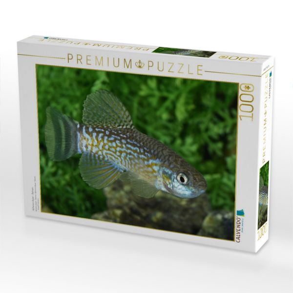 Produktbild: CALVENDO Puzzle Aphanius dispar - Bahrein | 1000 Teile Lege-Gr&ouml;&szlig;e 64x48cm Foto-Puzzle f&uuml;r gl&uuml;ckliche Stunden