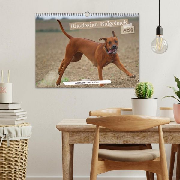 Produktbild: Rhodesian Ridgeback - Ausdrucksstarke Gesichter (Wandkalender 2026 DIN A3 quer), CALVENDO Monatskalender