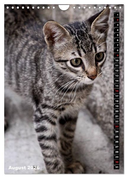 Produktbild: Istanbuls Katzen (Wandkalender 2026 DIN A4 hoch), CALVENDO Monatskalender