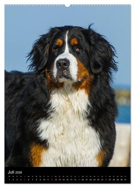 Produktbild: Berner Sennenhund 2026 (hochwertiger Premium Wandkalender 2026 DIN A2 hoch), Kunstdruck in Hochglanz
