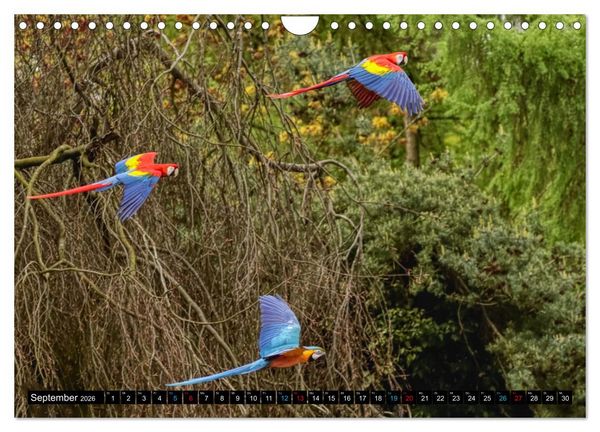 Produktbild: Fantastische V&ouml;gel (Wandkalender 2026 DIN A4 quer), CALVENDO Monatskalender