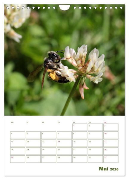 Produktbild: Wildbienen-Terminplaner 2026 (Wandkalender 2026 DIN A4 hoch), CALVENDO Monatskalender