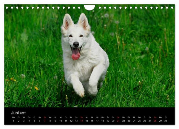 Produktbild: Wei&szlig;er Schweizer Sch&auml;ferhund (Wandkalender 2026 DIN A4 quer), CALVENDO Monatskalender