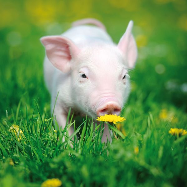Produktbild: Piggies/Schweinchen 2024