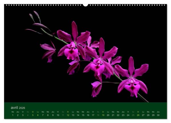 Produktbild: Les Orchid&eacute;es (Calendrier mural 2026 DIN A2 vertical) calendrier de bureau