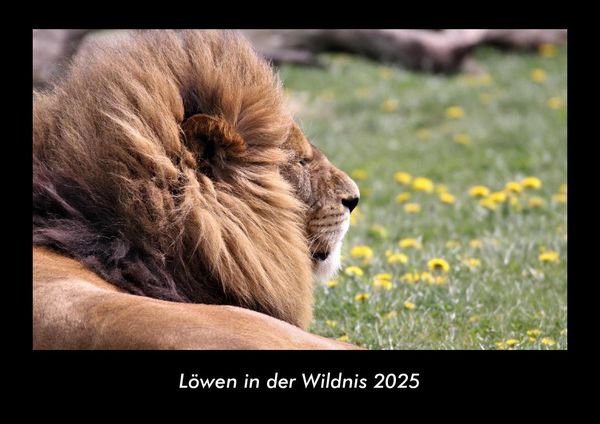 Produktbild: L&ouml;wen in der Wildnis 2025 Fotokalender DIN A3