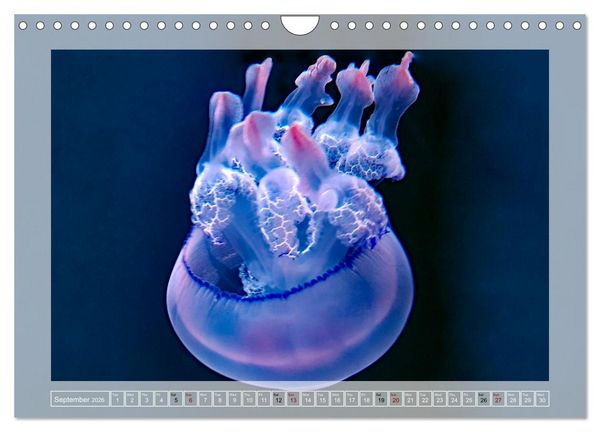 Produktbild: In the world of the medusae (Wall Calendar 2026 DIN A4 landscape), CALVENDO 12 Month Wall Calendar