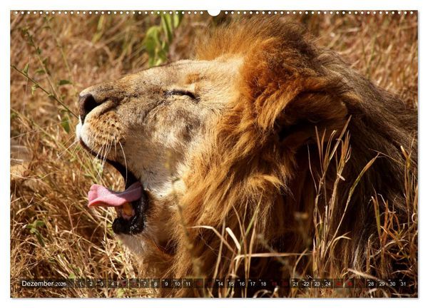 Produktbild: Afrika - Zauber der Wildnis (hochwertiger Premium Wandkalender 2026 DIN A2 quer), Kunstdruck in Hochglanz
