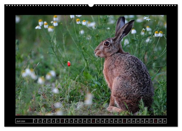 Produktbild: Feldhasen - Meister Lampe in Franken (Wandkalender 2026 DIN A2 quer), CALVENDO Monatskalender